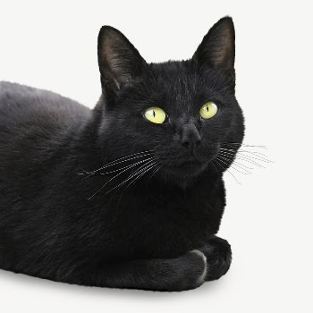 Black cat collage element psd | Free PSD - rawpixel
