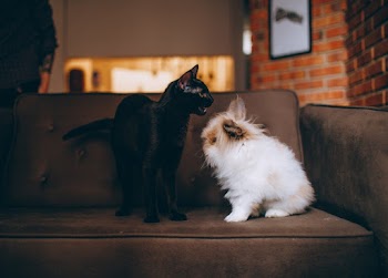 Black Cat Facing on White Dog on Sofa