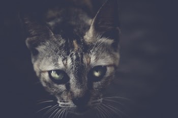          Black Cat Free Photo     