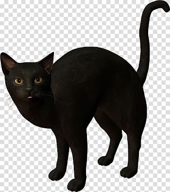 Black cat Korat Kitten , kitten transparent background PNG clipart