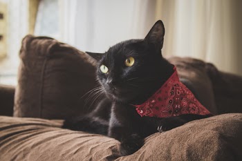 Black Cat Lying on Brown Sofa