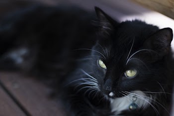 Black Cat Lying on Brown Wooden Surface