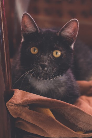 Black Cat on Brown Cloth
