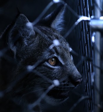 Black Cat on Cyclone Wire Fence