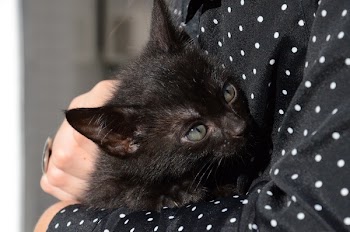 Black Cat on Person's Arm