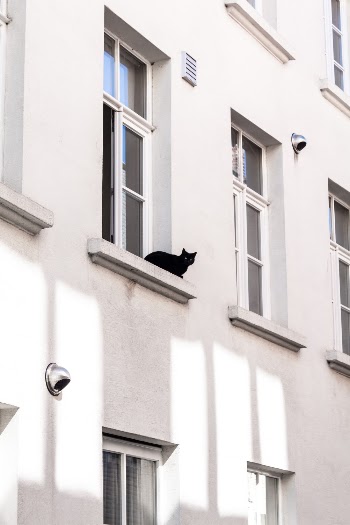 Black Cat on Window