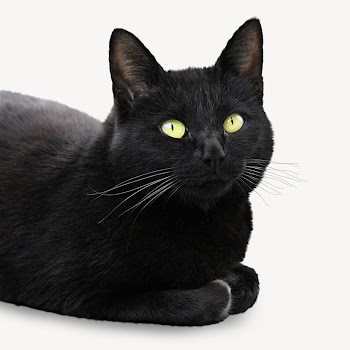 Black cat, pet isolated design | Free Photo - rawpixel