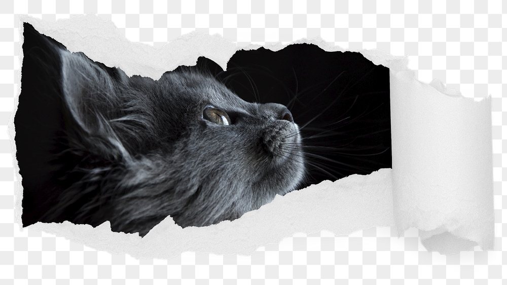 Black cat png looking up ripped | Free PNG - rawpixel