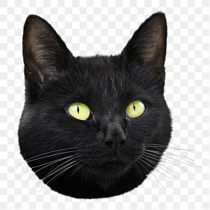 Black cat png sticker, transparent | Free PNG - rawpixel