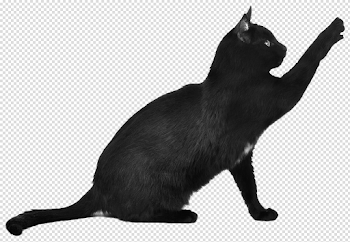 Black Cat Scratching transparent PNG - StickPNG
