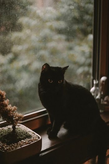 black cat sitting near glass window