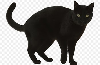 Black cat Superstition A Wolf Called Romeo Clip art - black cat 