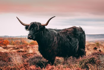 Black Cattle on Field