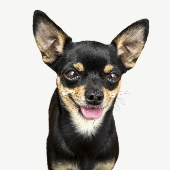 Black chihuahua dog collage element | Free PSD - rawpixel