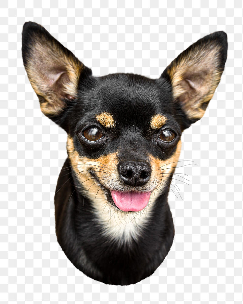 Black chihuahua dog png sticker, | Free PNG - rawpixel