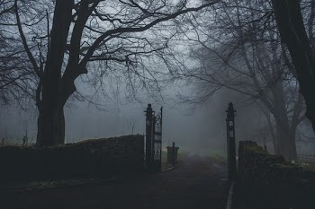 Black Concrete Road Near Forest