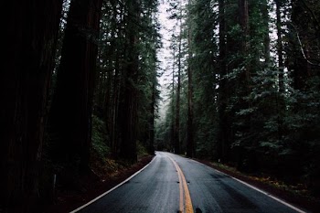 black concrete road surrounded by green forest trees during daytime