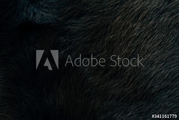Black cow hide background