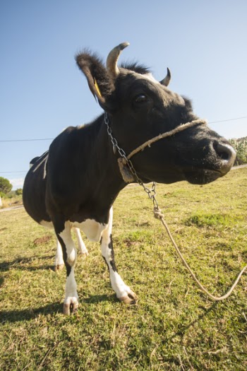 Black Cow on Green Grass Field
