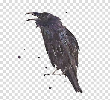 Black crow , Common raven The Raven Art Printmaking, Ink crow transparent background PNG clipart