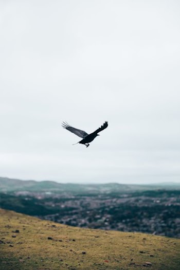 Black Crow In Flight