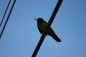 Black Crow on Cable