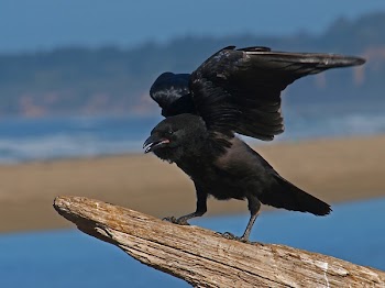 Black Crow Perching on Tree
