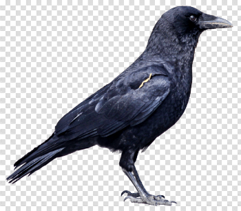 Black Crow Png Image