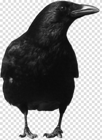 Black Crow Png Image