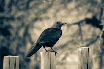 Black Crow Standing on Wooden Fence