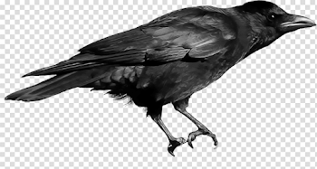 Black Crow transparent PNG - StickPNG