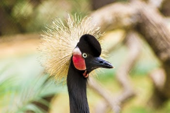Black-crowned Crane