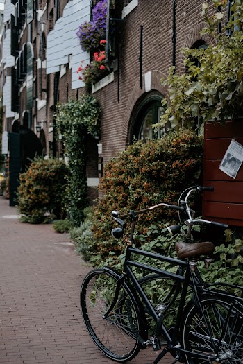 Black Cruiser Bicycles Parked Near Green Leaf Plants Beside Concrete Building