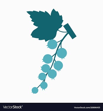 Black currant colorful isolated on light vector image