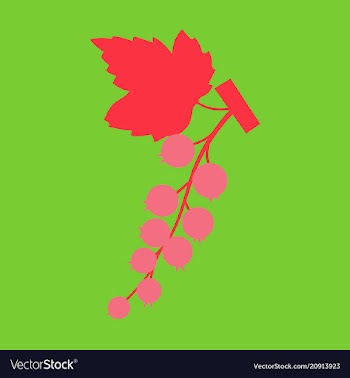 Black currant colorful isolated on light vector image