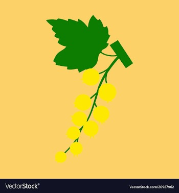 Black currant colorful isolated on light vector image