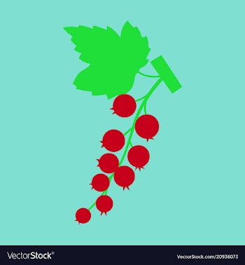 Black currant colorful isolated on light vector image