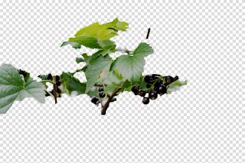 Black Currant PNG Image Background