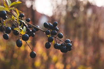 Black Currant Selective Focus Shot