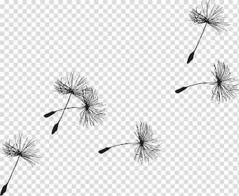 Black dandelion , Seed Common Dandelion , bird watercolor transparent background PNG clipart