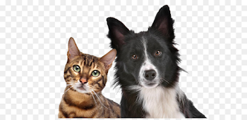 Black Dog and cat clip buckle Free png download - 1000*667 - Free ...