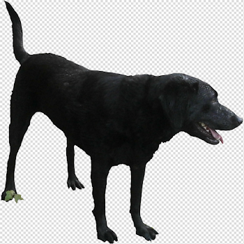 black-dog-animal-transparent-png-image-pngriver-free-httpsi.pinimg ...