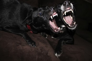 Black dog barking with wide | Free Photo - rawpixel