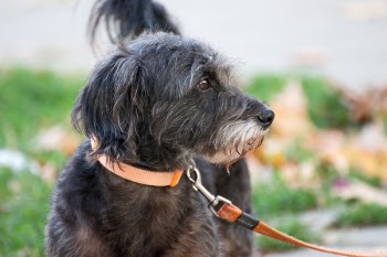Black Dog Close-up Photography