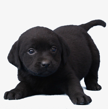 Black Dog, Dog Clipart, Labrador, Pet Dog PNG Transparent Image ...