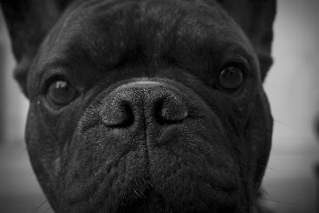 Black dog face close up. | Free Photo - rawpixel
