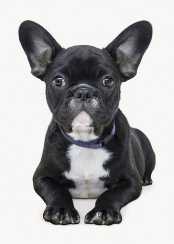 Black dog isolated on white, | Free Photo - rawpixel