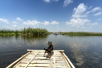 Black Dog on Dock Near Body Types of Water