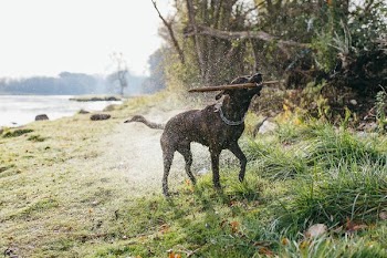 black dog perching wooden stick while shaking off water