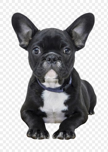 Black dog png clipart, French | Free PNG - rawpixel
